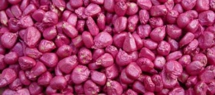 種子包衣測(cè)量方案- filmetrics F3-s1310 膜厚測(cè)量儀